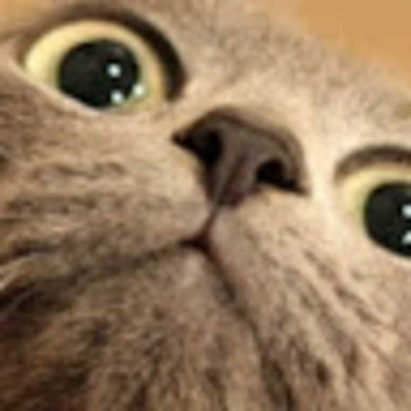 Meet your Posher, Sandy - Picture 1 of 1